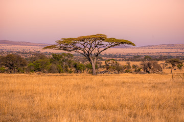 Panoramic image of a lonely acacia tree in Savannah in Serengeti National Park, Tanzania - Safari...