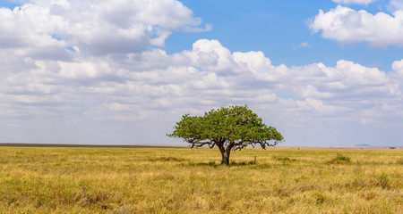 Panoramic image of a lonely acacia tree in Savannah in Serengeti National Park, Tanzania - Safari...