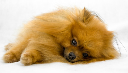German small Pomeranian lying on its side