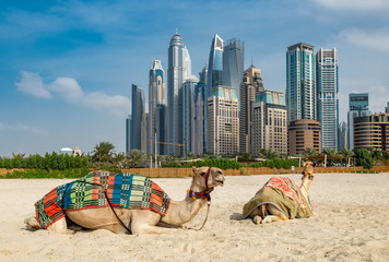 Camels on the beach against the background of Dubai Marina skyscrapers