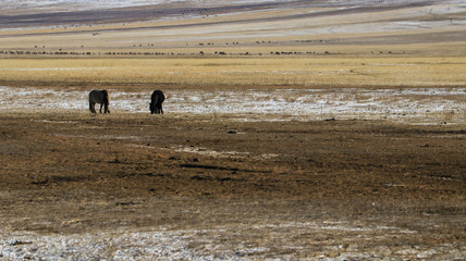 Fototapeta na wymiar Mongolian wide field on the winter,
