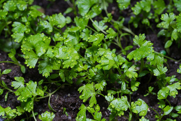 Celery young plant seeding at organic farm