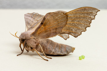 Poplar hawk-moth (Laothoe populi) laying green eggs. Very detailed side view of moth.