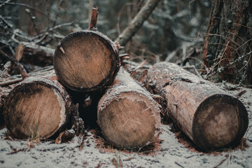 Sawn tree in the forest in the snow