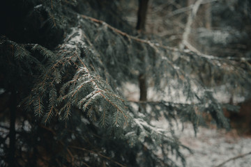 Spruce in the forest in early winter