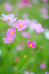 Pink flower in the garden