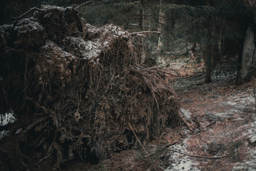 The roots of a fallen tree in the forest