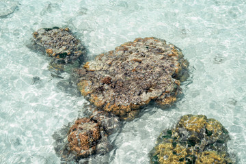 Live coral at low tide on Sampoerna, Sabah, Malaysia.