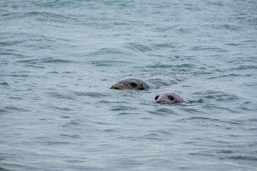 Fototapeta premium seals swimming in the sea 
