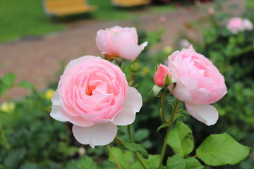 薔薇　ばら　