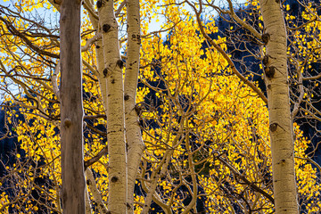 Closeup of the golden yellow leaves of aspen trees tree during fall with sunlight passing through them.
