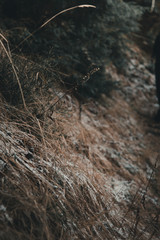 Forest trail in early winter