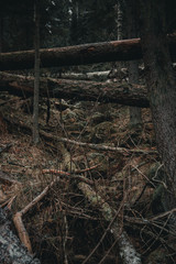 Fototapeta na wymiar Broken branches in the forest