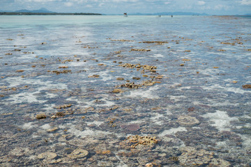 Live coral at low tide on Sampoerna, Sabah, Malaysia.