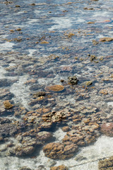 Live coral at low tide on Sampoerna, Sabah, Malaysia.