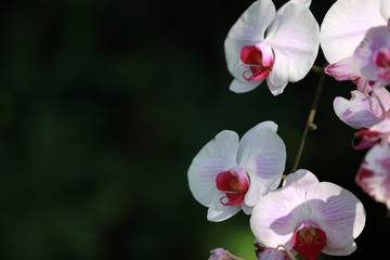 Fototapeta premium White pink Orchid (Phalaenopsis) flower in garden,tropical garden Floral background,Orchid flower as a floral background