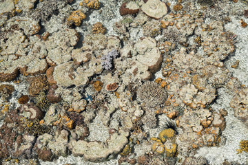 Live coral at low tide on Sampoerna, Sabah, Malaysia.