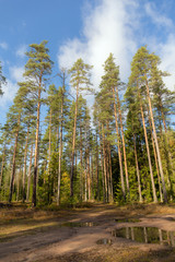 landscape in a pine forest