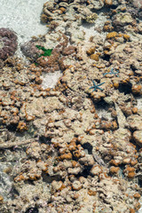 Live coral at low tide on Sampoerna, Sabah, Malaysia.
