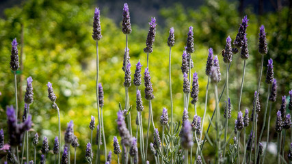 Lavendel