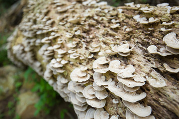 Close-up hen of the woods mushroom in nature forest