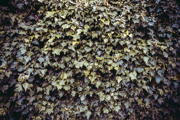 Green ivy pattern layout design. Ecology natural creative concept