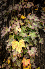 ivy climbs an oak tree in the appropriately named city of oaks: raleigh north carolina. the low december temperature is forcing the leaves to change to intense winter coloration