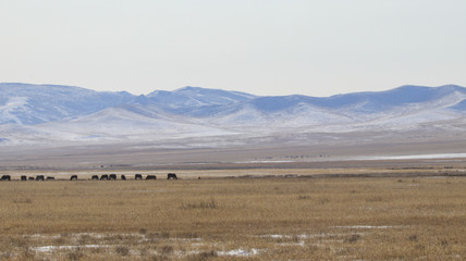 Mongolian wide field on the winter,