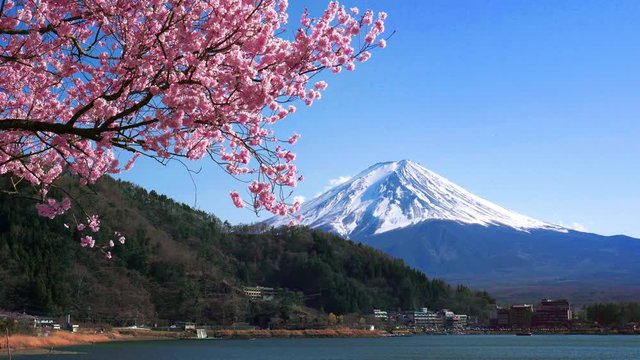 Fuji mountain and cherry blossoms in spring, Japan.