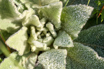 Close up view papyrus green plant as background abstract