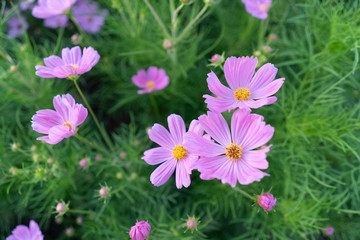Fototapeta na wymiar Cosmos flowers blooming in the garden