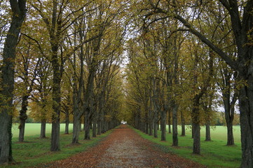 Manor's alley. Entrance to castle. Alley to manor. 