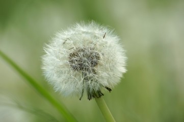 Extreme closeup on dandelion in a field.