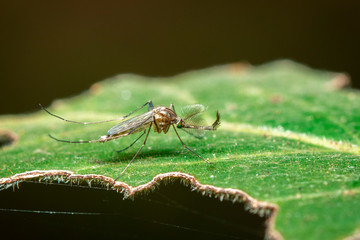 Image of Wild mosquito on green leaves. Insect. Animal