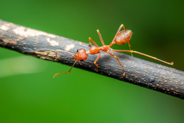 Image of red ant(Oecophylla smaragdina) on the branch. Insect. Animal.
