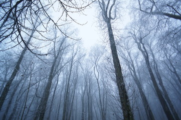 Fototapeta premium Low angle on frosty trees in misty woods. Gothic atmosphere. Scary woods.
