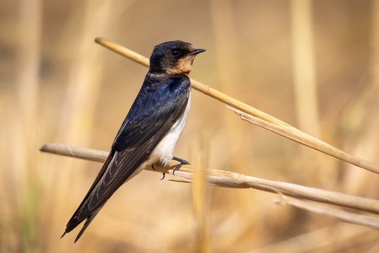 Image of barn swallow bird (Hirundo rustica) on the natural background. Bird. Animal.