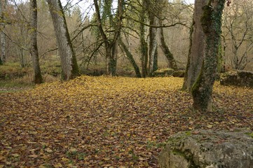 Yellow leaves in forest. Colorful glade forest in fall.
