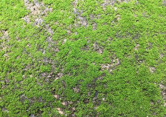 background of green grass