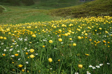 スイスアルプスの花畑
