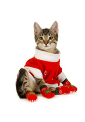 Grey kitten dressed in a Santa Claus costume looking at the camera