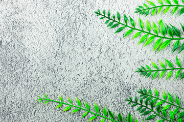 green creeper plant on cement wall. - background with copy space.