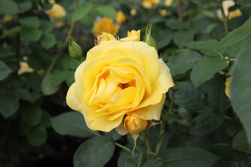 薔薇　ばら　伊豆の踊子