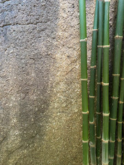 Obraz premium leaves of bamboo against the wall.