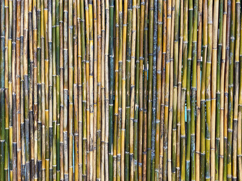 Green bamboo fence texture background, bamboo texture panorama