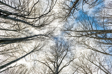 Beech trees without leaves in winter