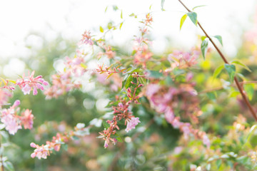 summer green pink flower