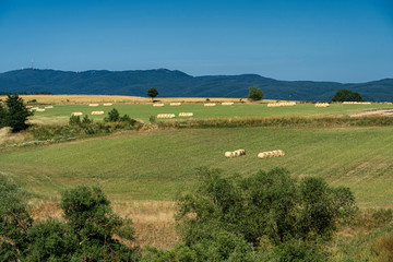 Obraz premium Summer landscape along the road to Camigliatello, Sila. Cecita lake