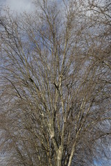 Urban park in a windy winter day