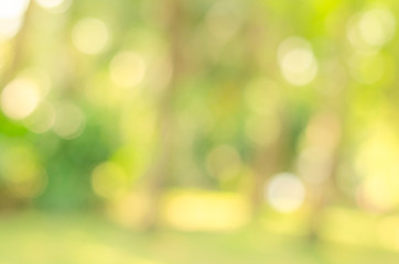 abstract bio green blur nature background trees lush foliage in the park at morning with sunlight.